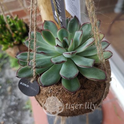 Eco Planted Succulents