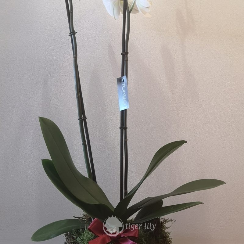 Shop Tiger Lily Flowers